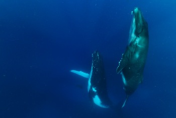 Thumb whales ascending